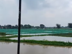 Pasar Ikan Hias Segera Hadir di Ciseeng, Bupati Bogor Rudy Susmanto Perkuat Sentra Perikanan Lokal