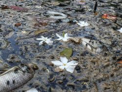 Ikan-ikan Mati Mengapung di Situ Citongtut, DLH Bogor Perketat Pengawasan Limbah Industri dengan CCTV