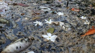 Ikan-ikan Mati Mengapung di Situ Citongtut, DLH Bogor Perketat Pengawasan Limbah Industri dengan CCTV