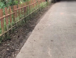 Pemeliharaan Bahu Jalan di Jalan Raya Galuga Cibungbulang, Lingkungan Kini Lebih Bersih